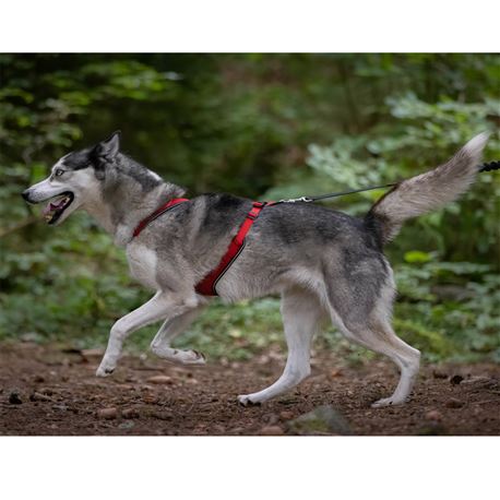 Imbracatura per cani KYFLIE OTIUM Rossa - T8 2