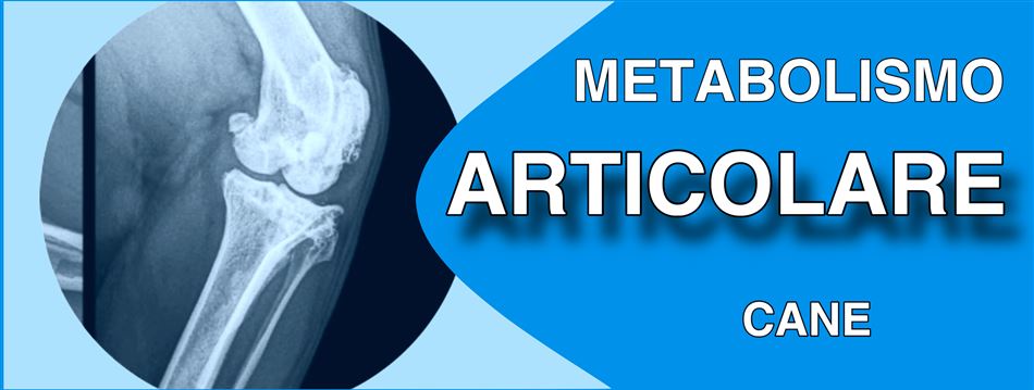 METABOLISMO ARTICOLARE