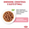 ROYAL CANIN Kitten Gravy - Alimento umido per gatti - 4 x (12 x 85g) gallery 3