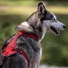 Imbracatura per cani KYFLIE OTIUM Rossa - T3 gallery 3