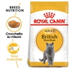 ROYAL CANIN British Shorthair Adult - Cibo secco per gatti - 4kg gallery 2